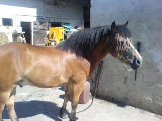 Biete RB an Haflinger-Welsh-Mix