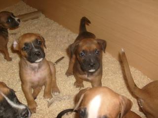 Boxer-rhodesian ridgebackmix