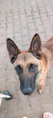 Malinois Mix Rüde sucht Nadel im Heuhaufen