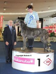 Dahmraks irish Wolfhound s