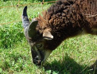 Soay Schafbocklämmer abzugeben