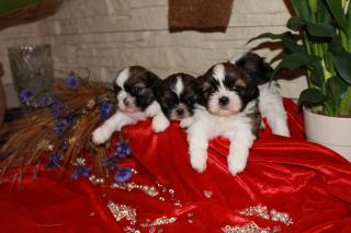 Shih Tzu Welpen