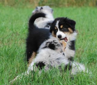 Australian Shepherd Welpen mit ASCA-Papieren