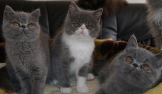 Drei Exotic Shorthair Kitten kurzhaarige Perser