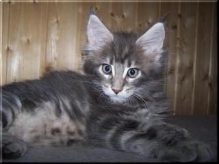 Maine Coon Babys