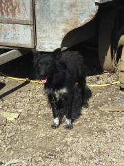 Border Collie Mischling