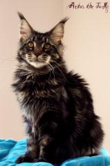 Typvolle X X X L Maine Coon Kitten aus exc. Verpaarung