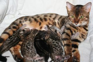 Traumhaft schöne Bengalkitten von BanBilar