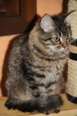 NORWEGER MIX Tabby Katerchen für 100 Eur