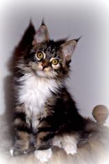 Typvolle Maine Coon Kitten aus exc. Alten Linien