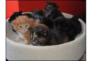 Wunderschöne, typvolle Maine Coon Kitten