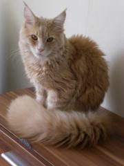 MAINE COON Deckkater