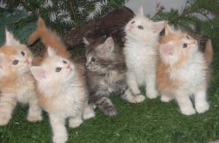 Superschöne Maine Coon Babys mit Stammbaum