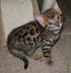 Möchten Sie dieses verschmuste Bengalkitten in Ihre Familie aufnehmen