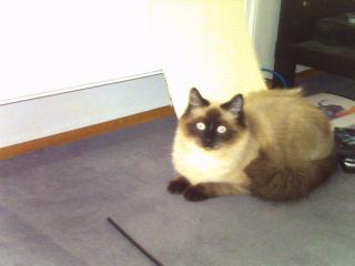 Siam-/Ragdoll-Deckkater gesucht