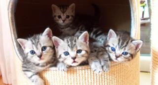 Whiskas- Kitten Silvertabby BKH Britisch Kurzhaar abzugeben