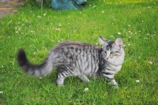 Norwegische Waldkatzen Kitten noch abzugeben in silber