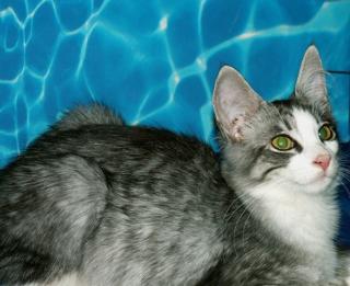 Norweger Kitten FILOU sucht neues Zuhause