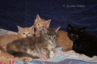 Reinrassige Maine Coon Babys in verschiedenen Farben