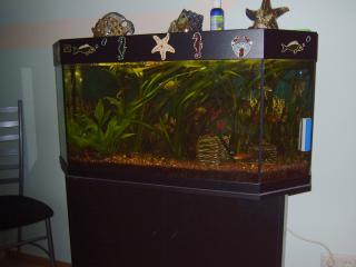 Aquarium 6 Eck, 160 L Juwel