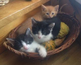 3 kleine Maikater suchen neues Zuhause