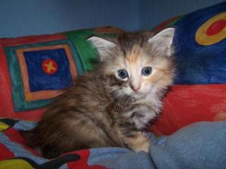 Zauberhafte Maine-Coon Kitten