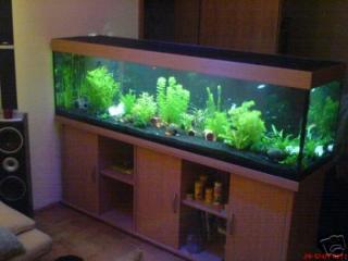 Aquarium 560L mit Bucheunterschrank, Pumpe u Heizung