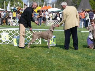 Weimaraner Welpen zu verkaufen