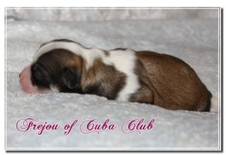 Cuba Club Havaneser Welpen