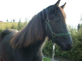 Bieten Pflegepferd gelegentliches Reiten Altm. kr. Salzwedel