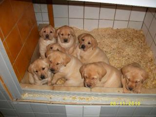 Blonde Labrador Welpen