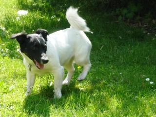 Sally Jack Russel sucht dringend neues Zuhause