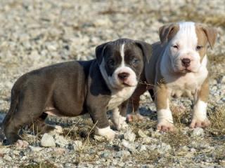 Red Nose Pitbull Terrier Welpen suchen neues Zuhause.