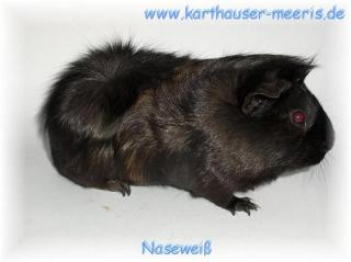 Meerschweinchen kastrierter Rosettenmix Bock ZAHM