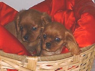 Cavalier King Charles Spaniel