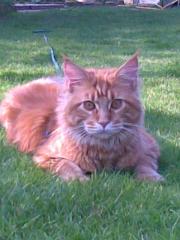 Maine Coon Rot Deckkater