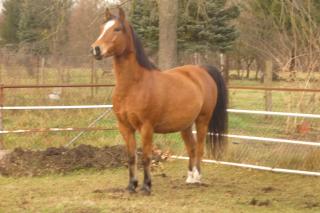 Haflinger-Araber Mix zu verkaufen Dringend