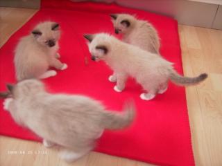 Ragdoll-Kitten