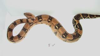 DH Ronnie Pastel Sharp Snow boa