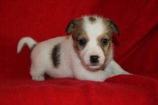 Jack Parson Russell Terrier Welpen