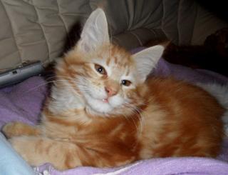 Maine Coon Kitten Ayane auf der suche nach ihrer Familie