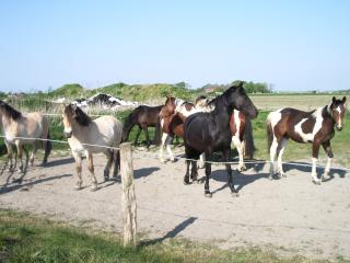 Kurpferde-Nordsee