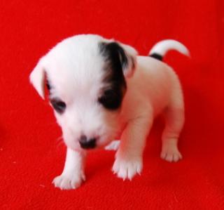 7 Parson Jack Russell Terrier Welpen Jack Russel