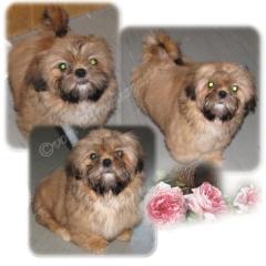 Kleinere Shih Tzu Hündin