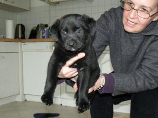 Labrador-mix welpen