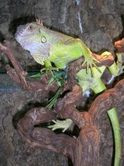 Grünes Leguan-Weibchen Rinolopha abzugeben