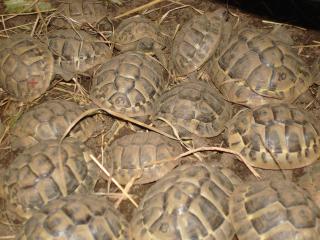 Griechische Landschildkröten