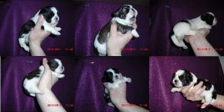 Shih tzu welpen