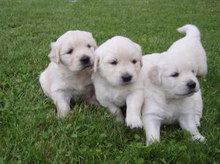 Wunderschöne Golden Retriever Welpen