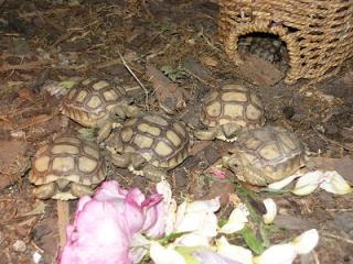 Spornschildkröten Geochelone sulcata